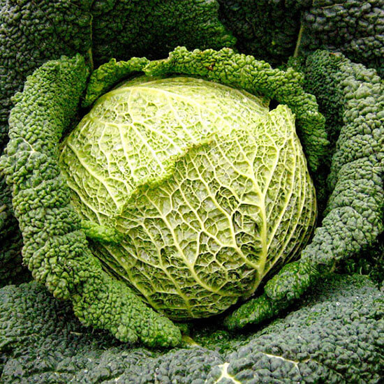 Капуста  савойская Обервиль