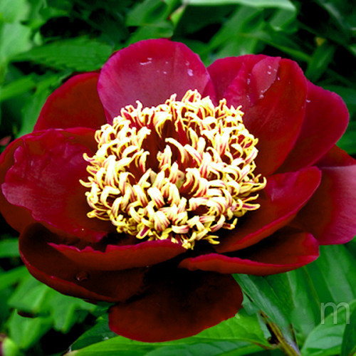 Пион Ниппон бьюти корневище