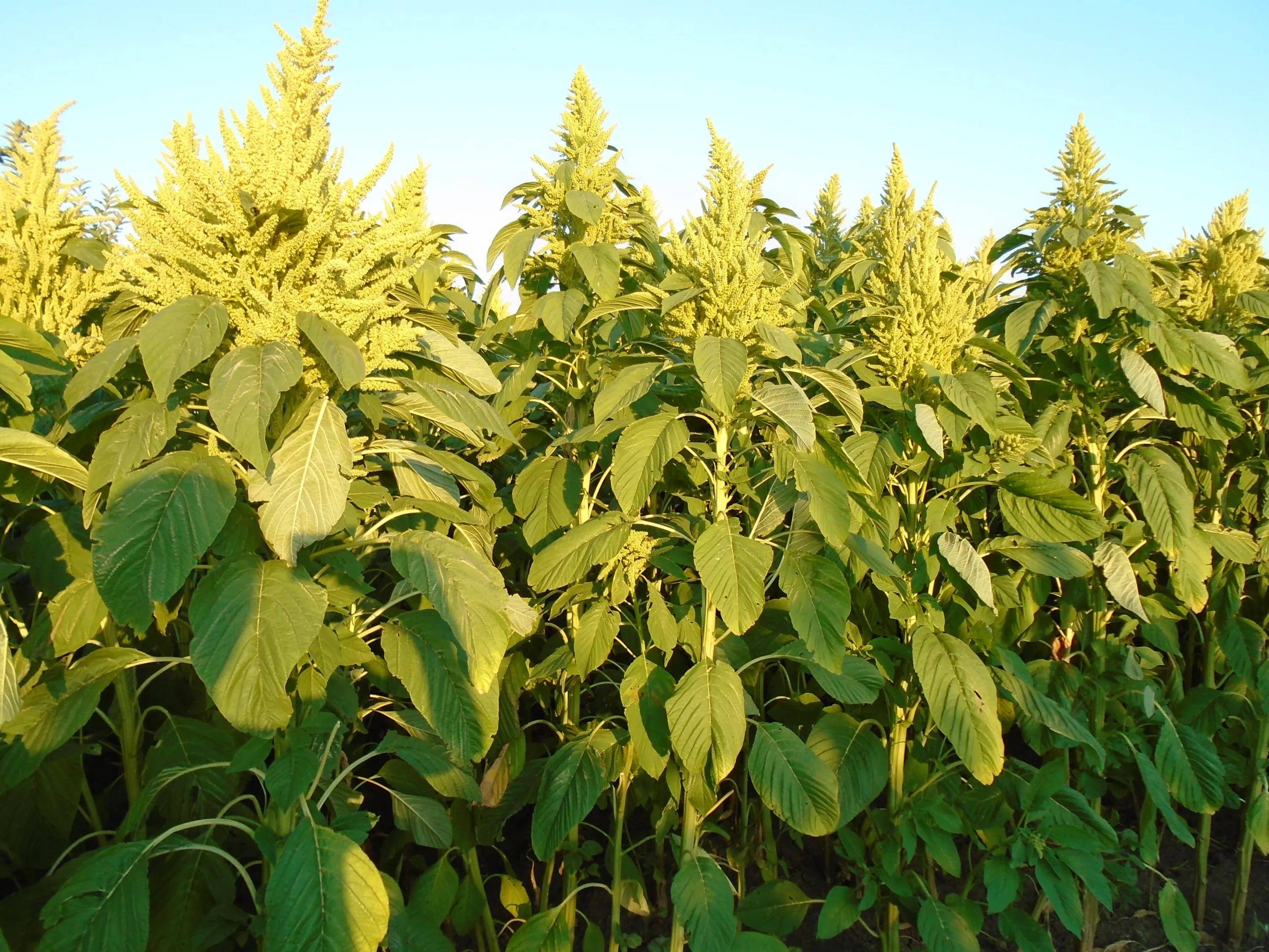 Амарант "Харьковский -1 " 0,5кг