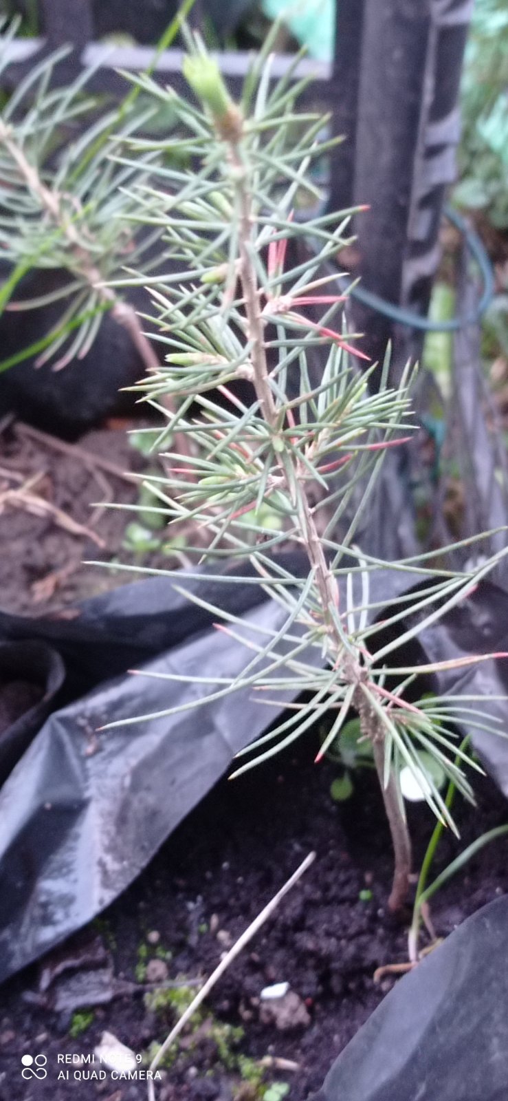 Керд Ливанский 2х годичный 