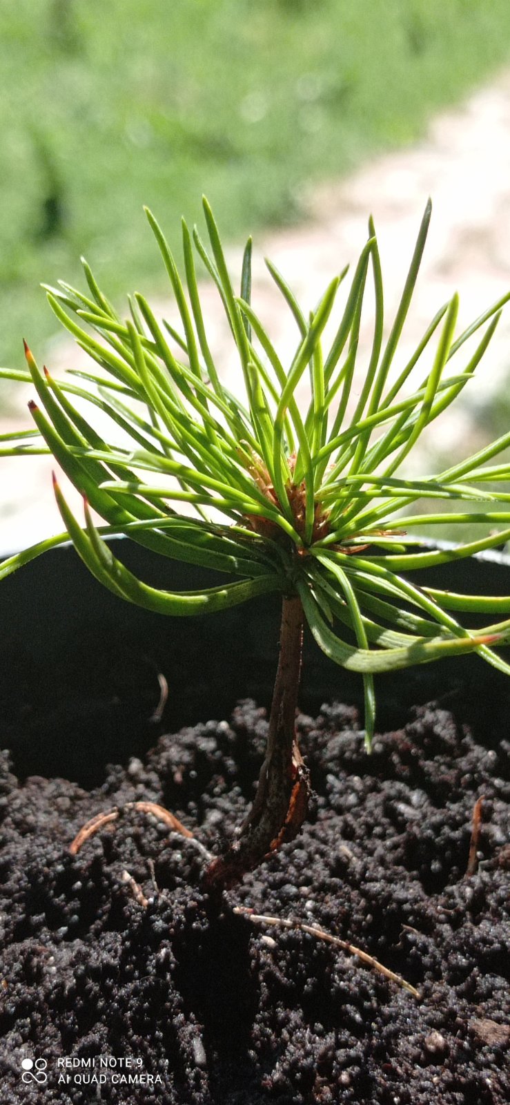 Кедр Сибирский 2х годичный 